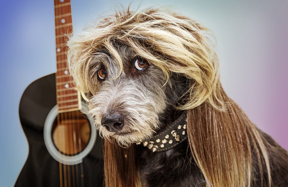 Dogs of Rock