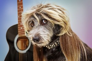 Dogs of Rock
